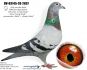 PL-0498-23-7354 Dirk van den Bulck - inbred ,,Kittel