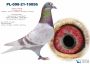 PL-0498-23-7354 Dirk van den Bulck - inbred ,,Kittel