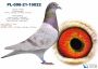 PL-0498-23-7354 Dirk van den Bulck - inbred ,,Kittel