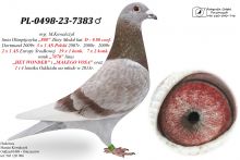 PL-0498-23-7383 MAŁY VOS x HET WONDER / inbred 808 - K. Paszek