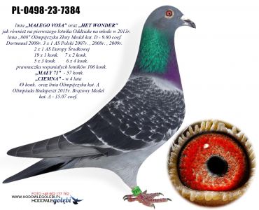PL-0498-23-7384 - MAŁY VOS / HET WONDER / prawnuk super pary 106 konk !!!
