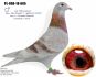PL-0498-23-7403 linia ,,MAŁEGO VOSA'' i ,,808