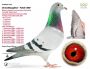 PL-0498-23-7403 linia ,,MAŁEGO VOSA'' i ,,808
