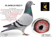 PL-0498-24-9025 pełna siostra do 9 z FINAŁU MWG CARPATIA / linia 2 ASA OLR FCI GIEWONT 2025r.