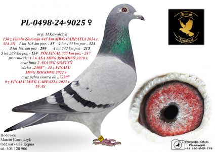 PL-0498-24-9025 pełna siostra do 9 z FINAŁU MWG CARPATIA / linia 2 ASA OLR FCI GIEWONT 2025r.