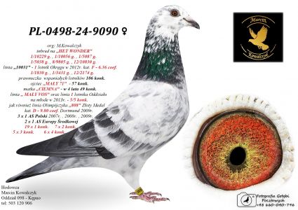 PL-0498-24-9090 inbred HET WONDER / prawnuczka 20345 w 4 lata 49 konk.