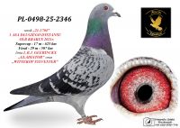 PL-0498-25-2346 wnuk 1 ASA DŁUGI DYSTANS OLR KRAKUS 21r. / L.B.J. GEERINCKX