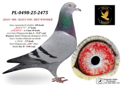 PL-0498-25-2475 MAŁY VOS / 808 / HET WONDER / prawnuczka 20345 w 4 lata 49 konk.