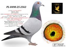 PL-0498-25-2563 prawnuk 2 ASA WG GOSTYŃ / 100% P. Mędrysa