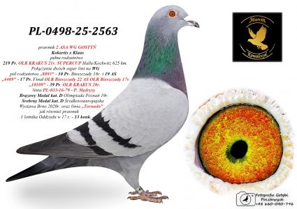 PL-0498-25-2563 prawnuk 2 ASA WG GOSTYŃ / 100% P. Mędrysa
