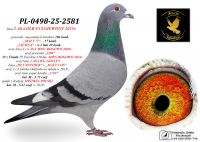 PL-0498-25-2581 prawnuk 20345 w 4 lata 49 konk / MAŁY VOS / HET WONDER