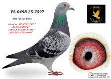 PL-0498-25-2597 Dirk van den Bulck - inbred BLAUWE LEO