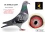 PL-0498-25-2597 Dirk van den Bulck - inbred BLAUWE LEO