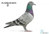 PL-0498-25-6672 PERSING - 41 z finału