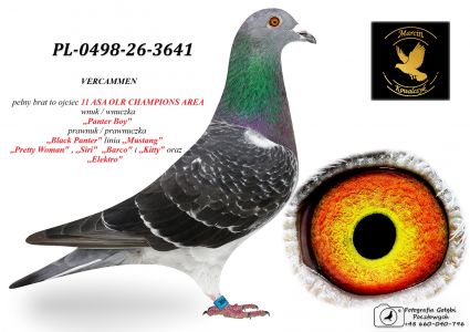 PL-0498-26-3641 - 100 % Vercammen