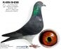 PL-0498-26-3641 - 100 % Vercammen