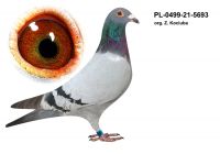 PL-0499-21-5693 org. Z. Kociuba