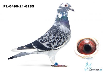 PL-0499-21-6185 -	14 gołąb z finałuKogut Kasia i Piotr