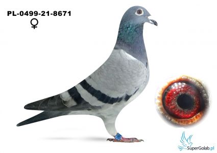 PL-0499-21-8671  Moskal Krzysztof