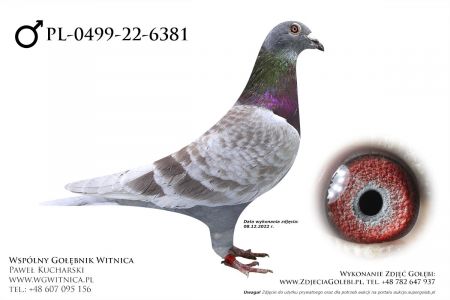 PL-0499-22-6381: Team Zagrodno Gołąb z hodowli: Team Zagrodno