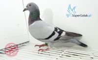 PL-0500-18-3203