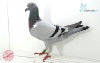 PL-0500-18-3222