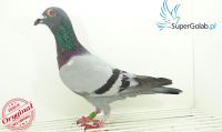 PL-0500-18-3298