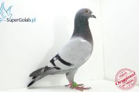 PL-0500-18-3309_syn Olimpijczyka