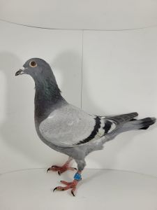 PL-0500-21-1855 - Tadeusz Gierczak