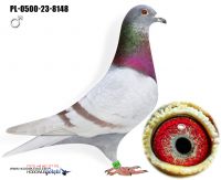 PL-0500-23-8148 Płowy - Syn wybitnej samicy rozpłodowej.