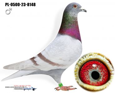 PL-0500-23-8148 Płowy - Syn wybitnej samicy rozpłodowej.