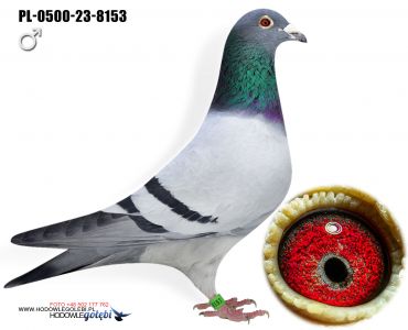 PL-0500-23-8153