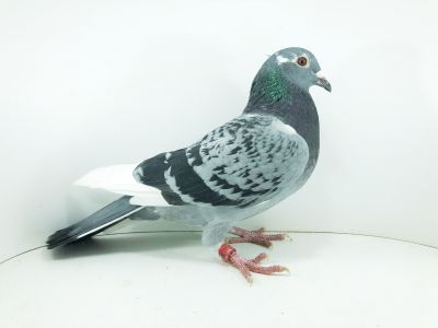 PL 0501 22 4020 – org. Bojanowski Łukasz - / 279m – Finał 430km / (prawdopodobnie samiczka)