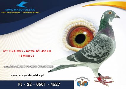 PL 0501 22 4527– org. Kwiatkowski Łukasz i Wojciech –  18m – Finał 430km!!! 94m – AS GOŁĄBA!!! (prawdopodobnie samczyk)