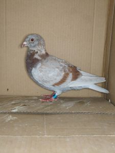 PL 0503-26-3615 Prange/Koopman inbred 