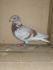 PL 0503-26-3615 Prange/Koopman inbred 
