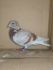 PL 0503-26-3615 Prange/Koopman inbred 