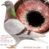PL 0503-26-3615 Prange/Koopman inbred 