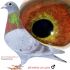 PL 0503-26-3615 Prange/Koopman inbred 