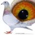 PL 0503-26-3615 Prange/Koopman inbred 