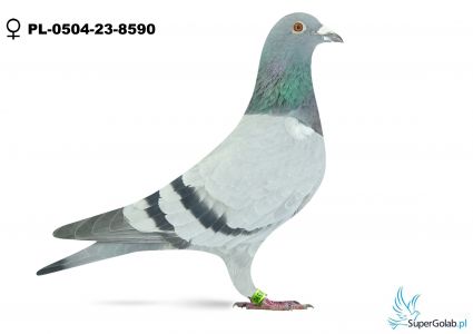 PL-0504-23-8590