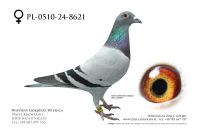 PL-0510-24-8621: Andrzej Buczkowski, m in 5m, 40m, 32m, 8m, 18m, 13m z FINAŁU