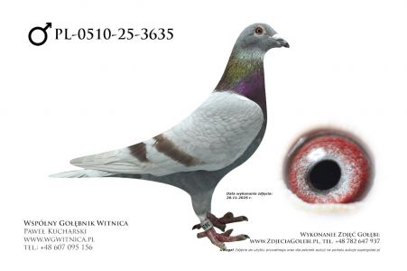 PL-0510-25-3635: Bronek Rubaszewski, m in 26m