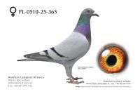 PL-0510-25-365: Bogdan Solski, 37. Lotnik, m in 10m z FINAŁU