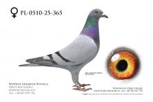 PL-0510-25-365: Bogdan Solski, 37. Lotnik, m in 10m z FINAŁU