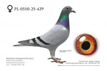 PL-0510-25-429: Bogdan Solski, m in 39m