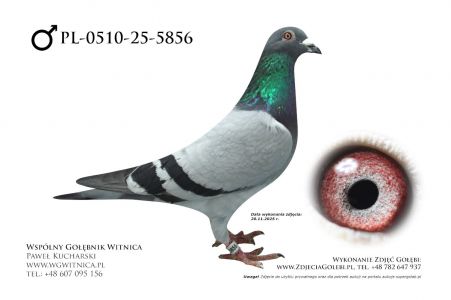 PL-0510-25-5856: Julian Sliz, m in 33m z FINAŁU