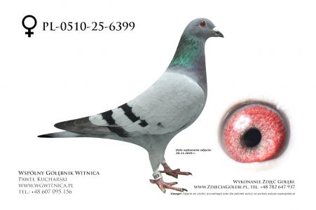 PL-0510-25-6399: Tomasz Brzuchanski