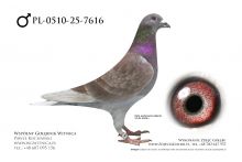 PL-0510-25-7616: Ryszard Wachnik