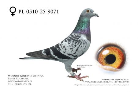 PL-0510-25-9071: Dabrzalski - Kwasny, 46 Lotnik, m in 22m, 1m 46 Lotnik